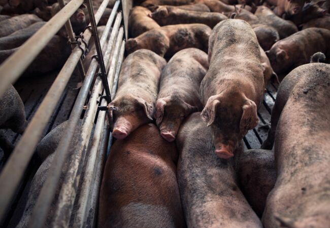 Mehrere Schweine in engem Stall